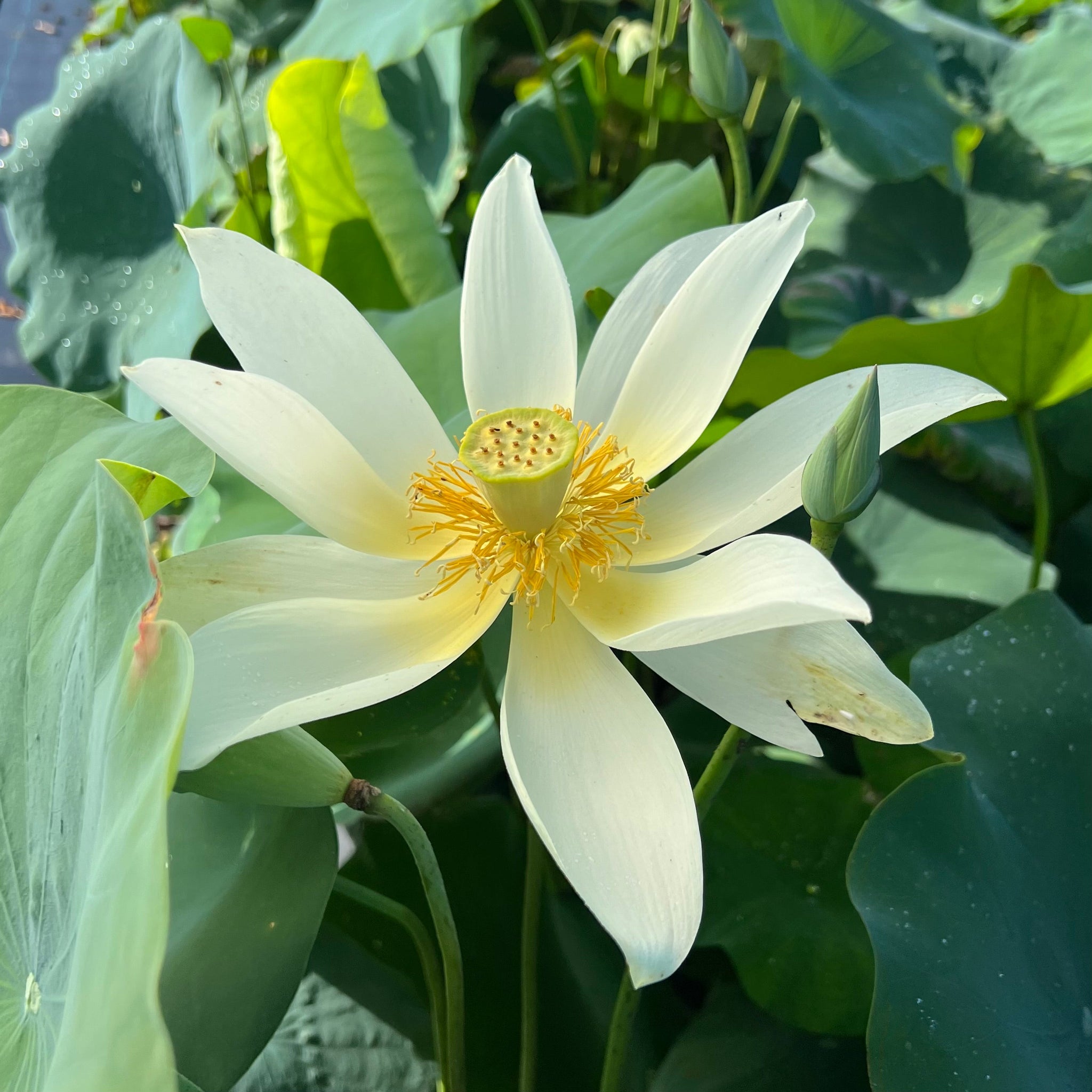 jinling-elite-lotus-huge-