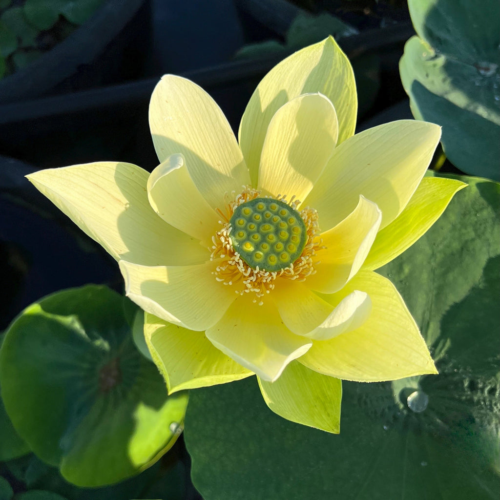 Jinling Jasper - Ten Mile Creek Nursery