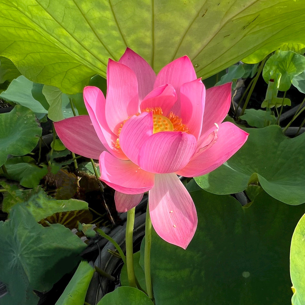 Jizhou Red Lotus - TALL! - Ten Mile Creek Nursery