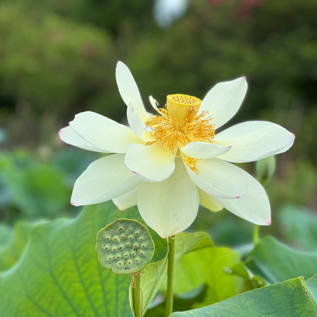 Ken's Dream - Classic beauty with large flowers!! - Ten Mile Creek Nursery