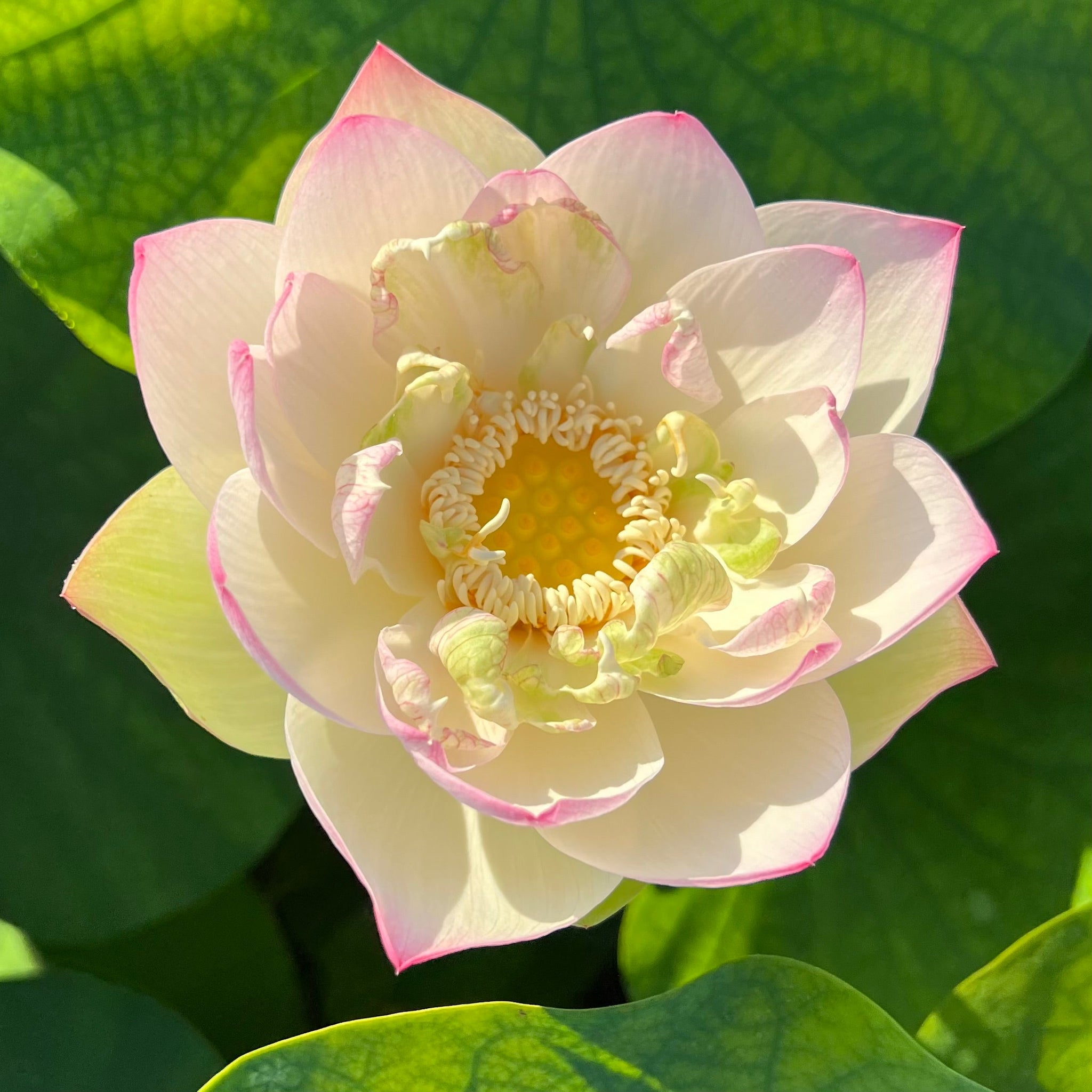 Kens Dream | Beautiful Lotus Flower Collections – Ten Mile Creek