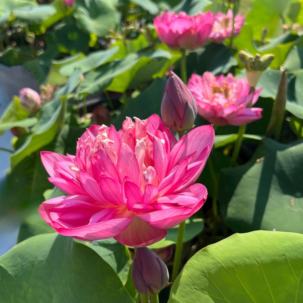 Lady Bingley Lotus - World Famous Bloomer! - Ten Mile Creek Nursery