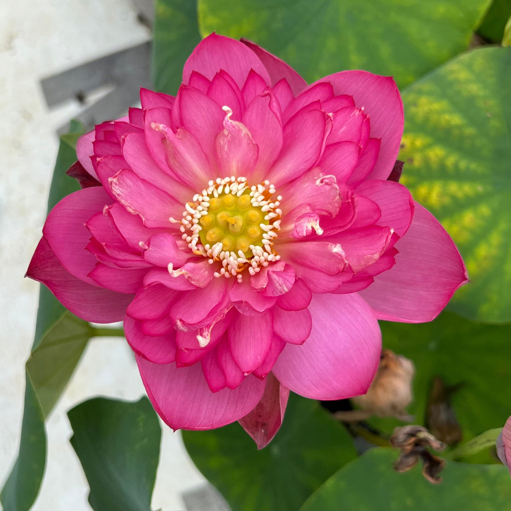 Lady Bingley Lotus - World Famous Bloomer! - Ten Mile Creek Nursery