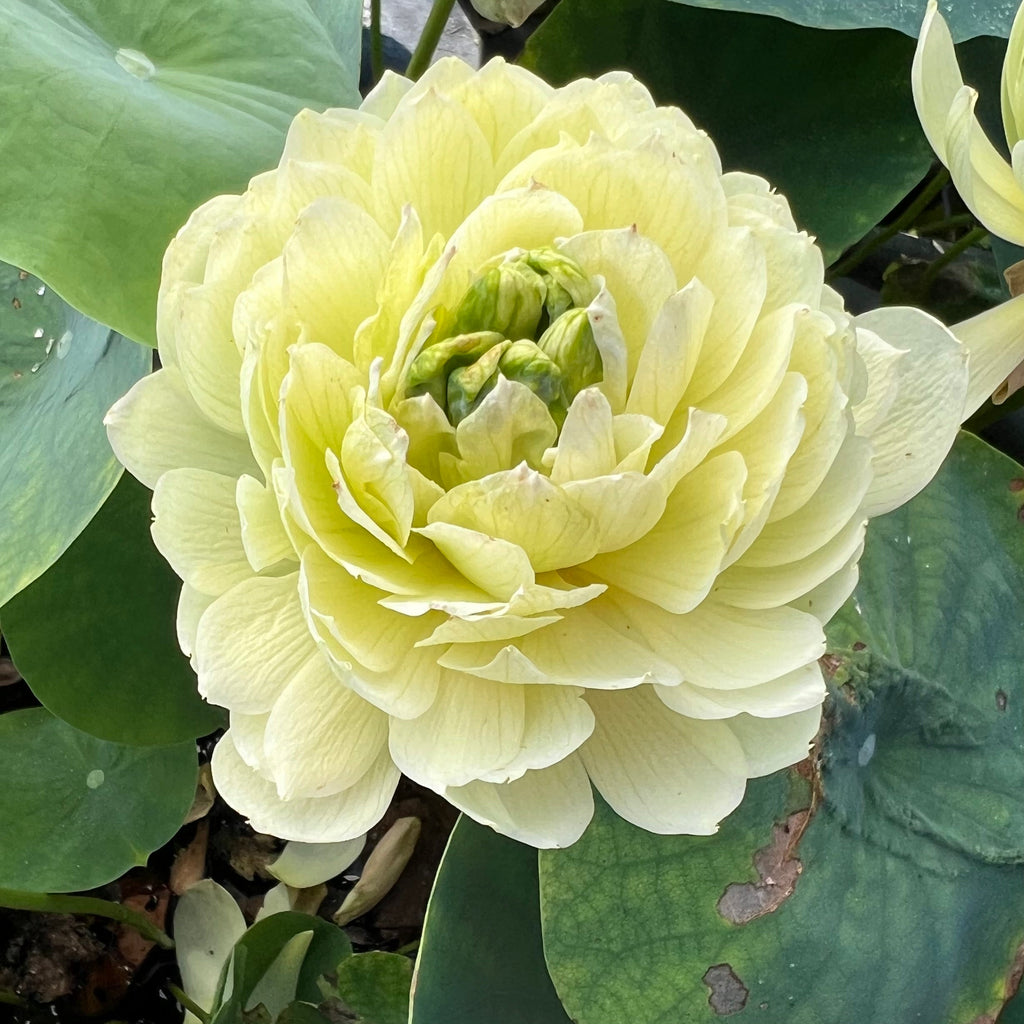 Lemon & Lime Lotus - Perfect Pom Pom Flowers - Ten Mile Creek Nursery