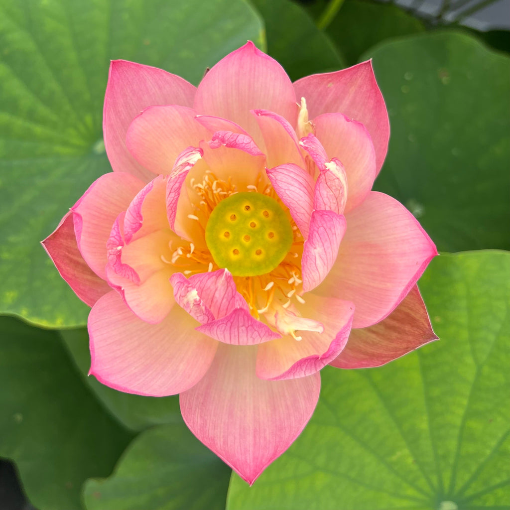 Like Qinhuai Rouge Lotus - Ten Mile Creek Nursery