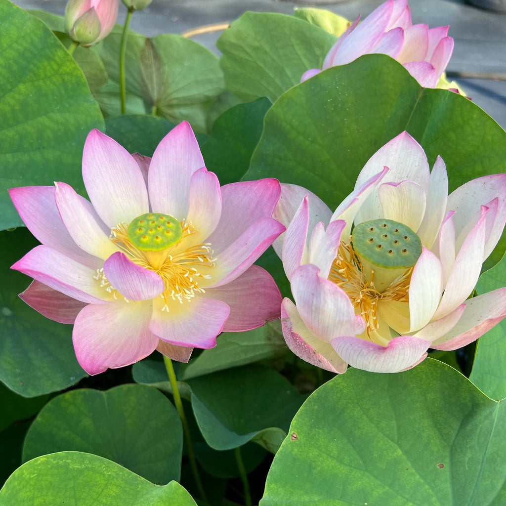 Like Qinhuai Rouge Lotus - Ten Mile Creek Nursery