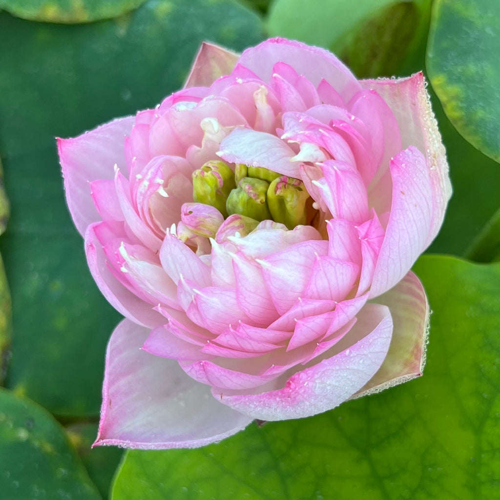 Little Dancing Empress Lotus - Flower Power!! - Ten Mile Creek Nursery