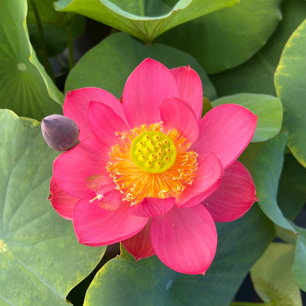 Little Longevity Star Lotus - Red Perfection! - Ten Mile Creek Nursery