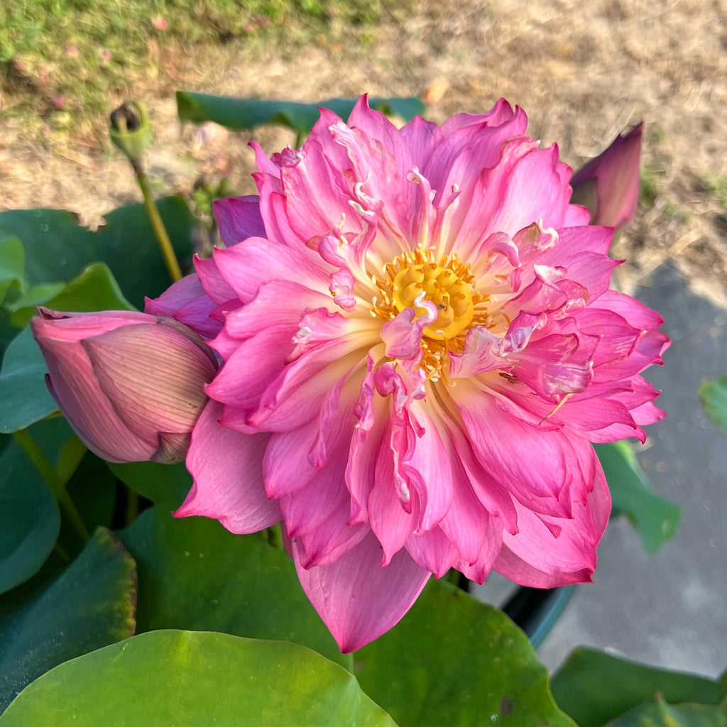 Little Scarlet Peach Lotus - Ten Mile Creek Nursery