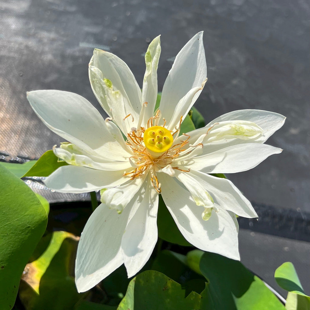 Little White Dot Mini - The Perfect Little White! - Ten Mile Creek Nursery