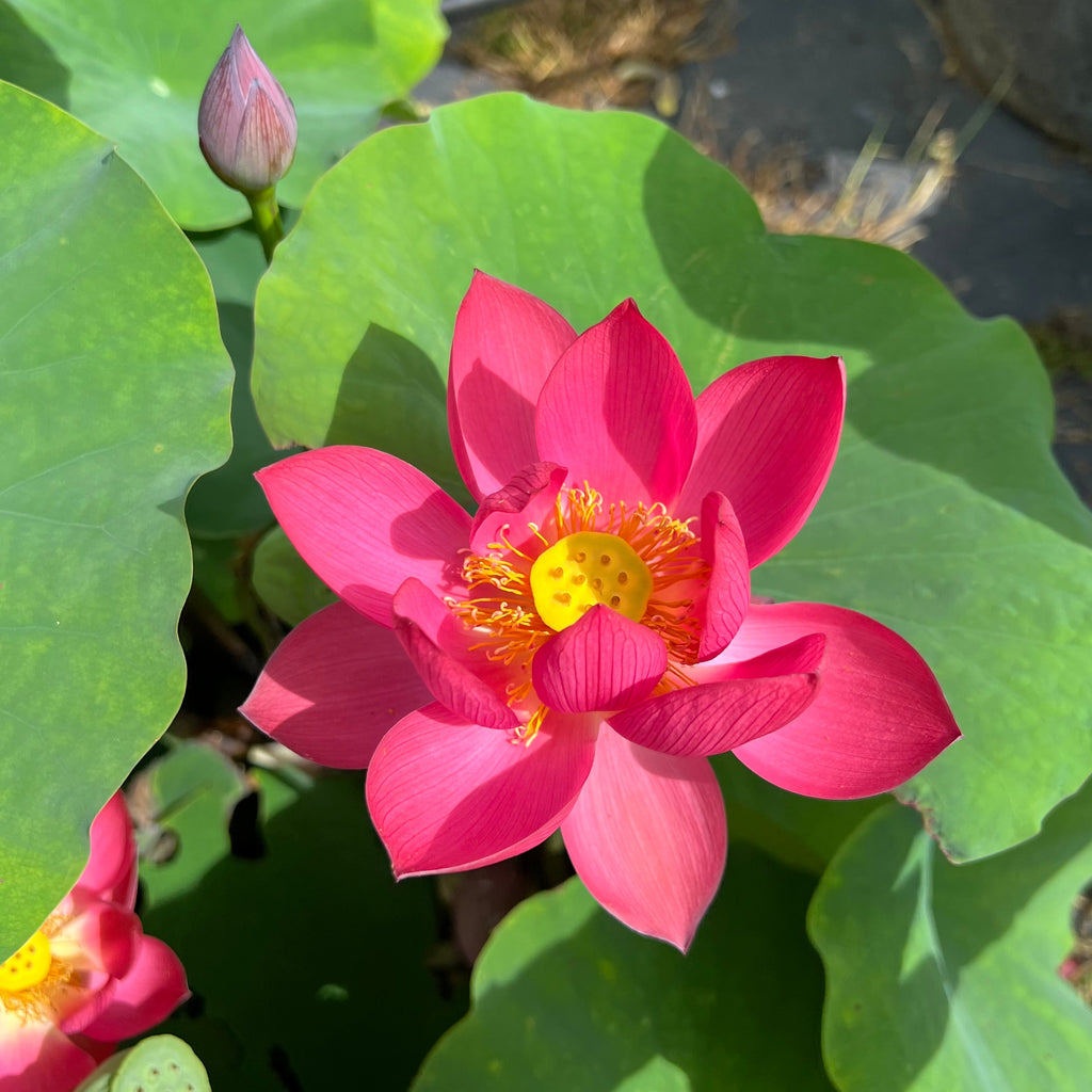 Love Song Lotus - Radiant Red!! - Ten Mile Creek Nursery