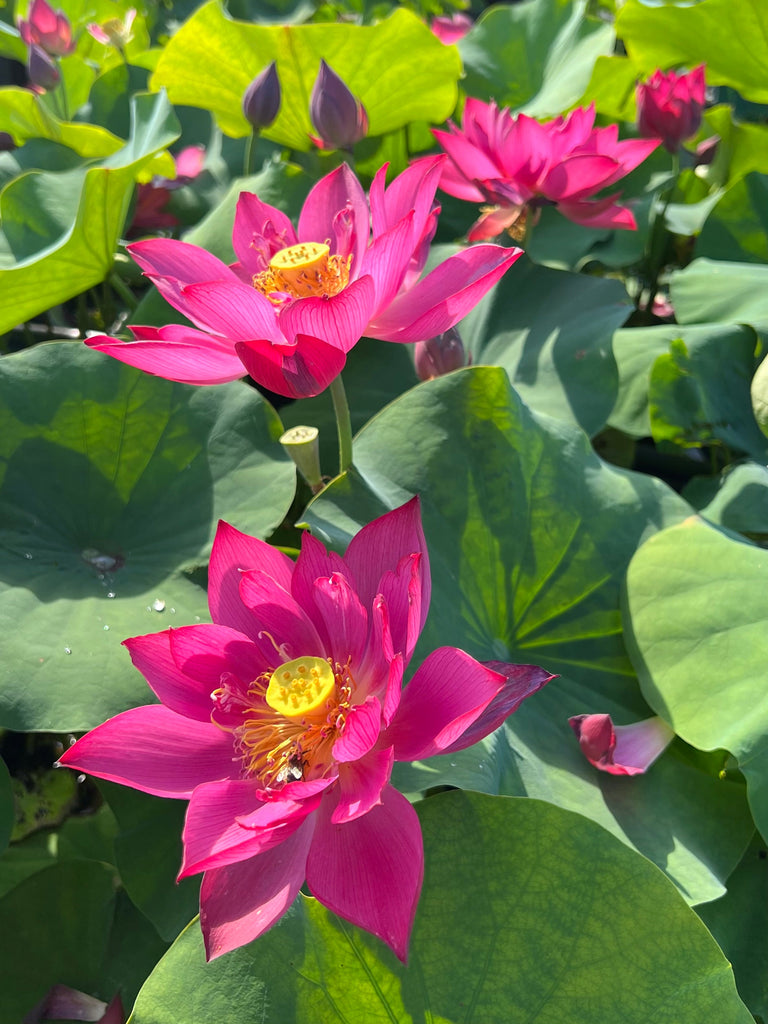 Magnificent Lotus - Showstopper! - Ten Mile Creek Nursery