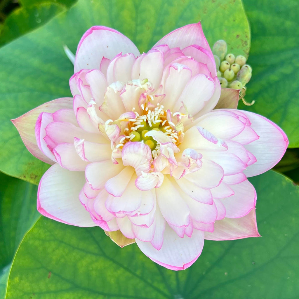 Mallory, My Love Lotus - Frilly splash of pink! - Ten Mile Creek Nursery