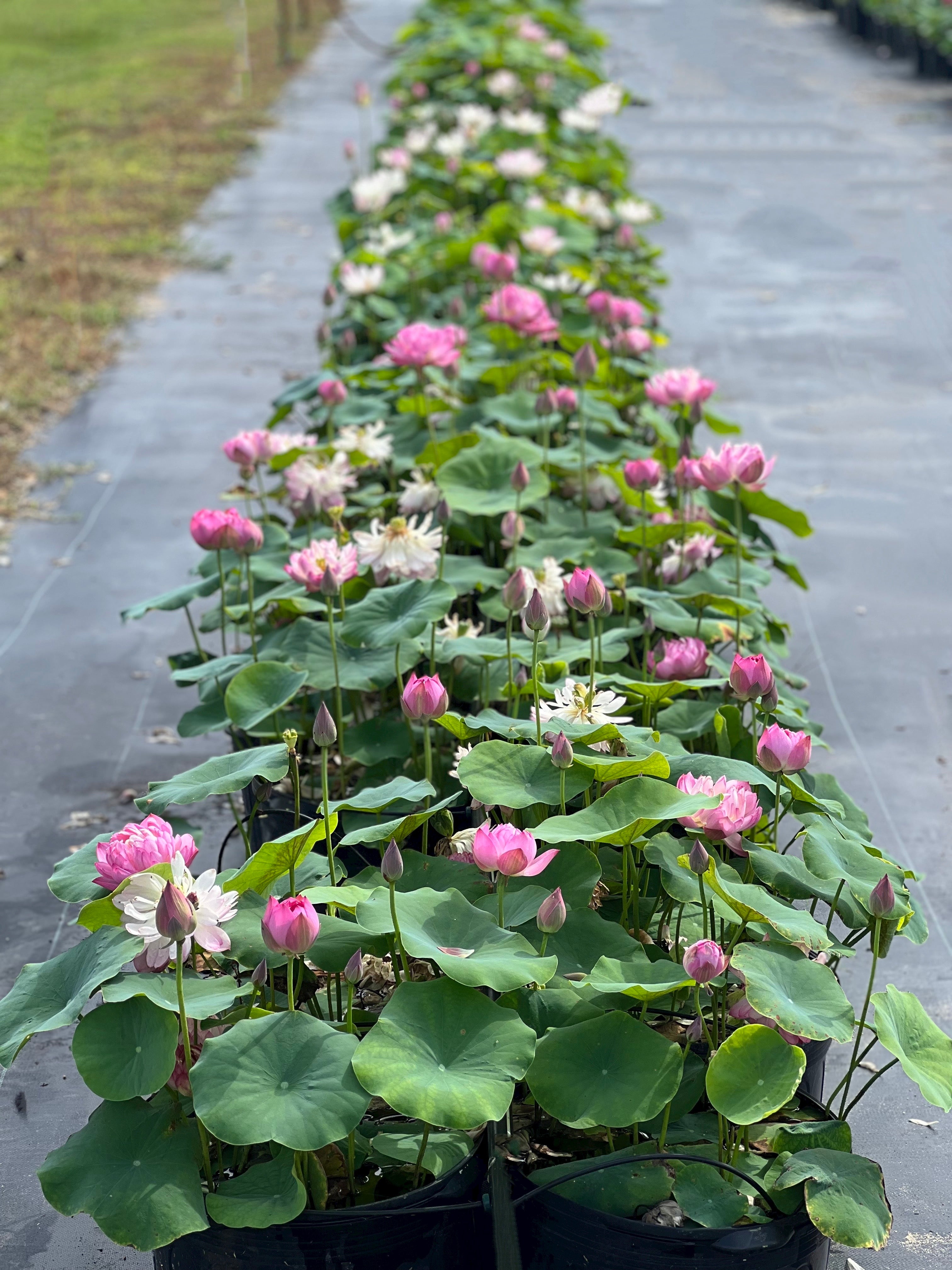 lotus flower house plant Mankala pathum