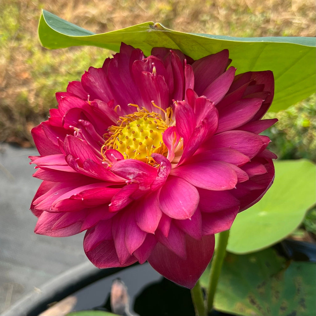 Mini Blood - Teeny Tiny! - Ten Mile Creek Nursery