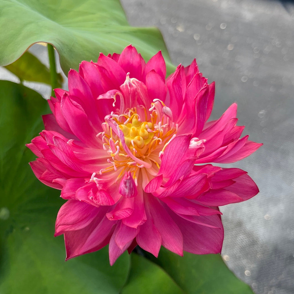 Mini Blood - Teeny Tiny! - Ten Mile Creek Nursery