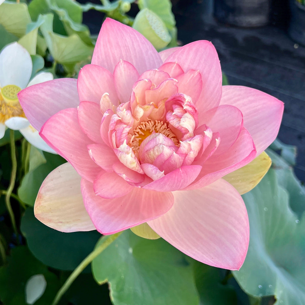 Mrs. Perry D. Slocum - THE Queen of American Lotus - Ten Mile Creek Nursery