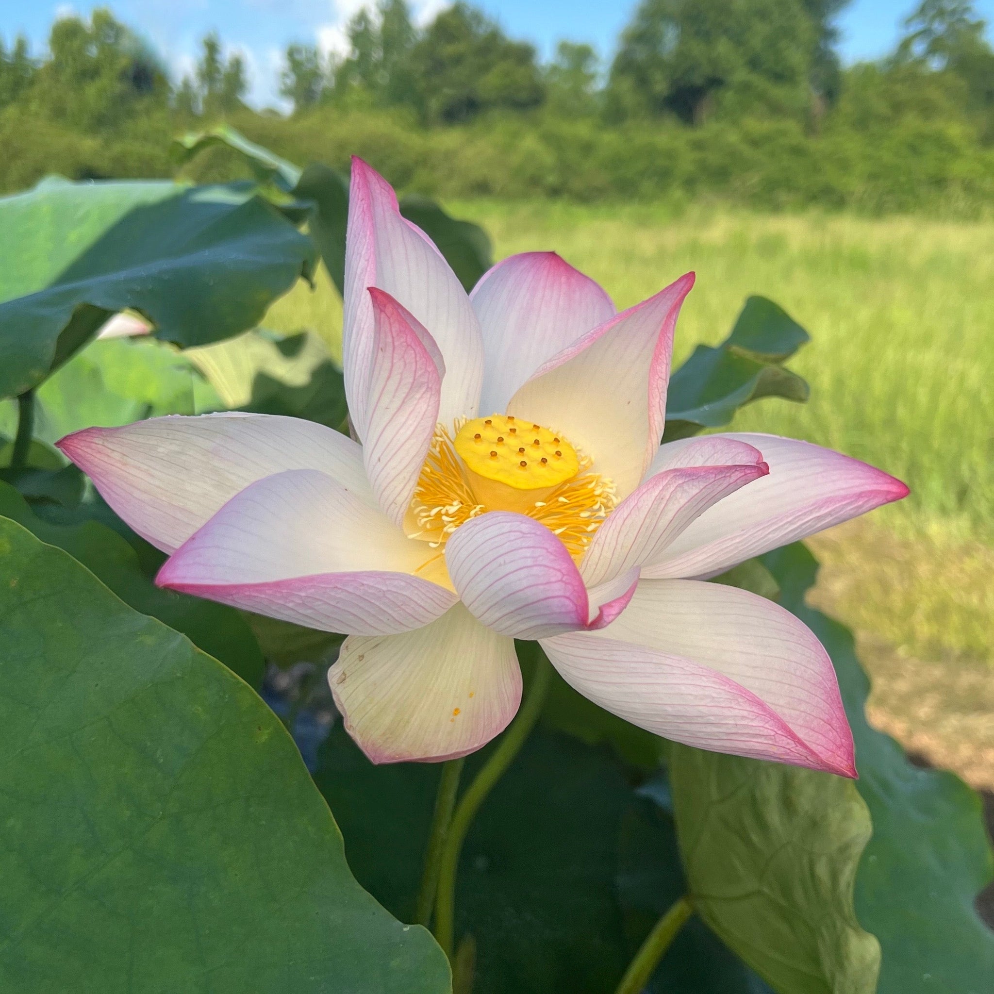 Mrs. Ramsay Rules the Roost - Glorious, HUGE Flowers!! – Ten Mile