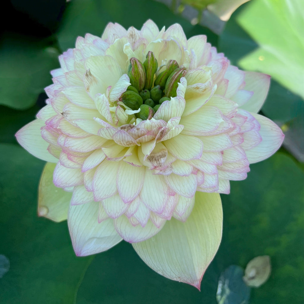 Nanzhou Buddha’s Light - Prolific bloomer! - Ten Mile Creek Nursery