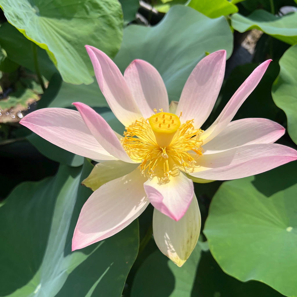 Patricia Garrett - Ten Mile Creek Nursery