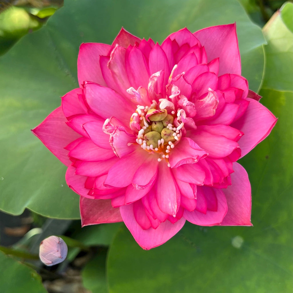 Pearls on a Red Plate - Super Bloomer! - Ten Mile Creek Nursery