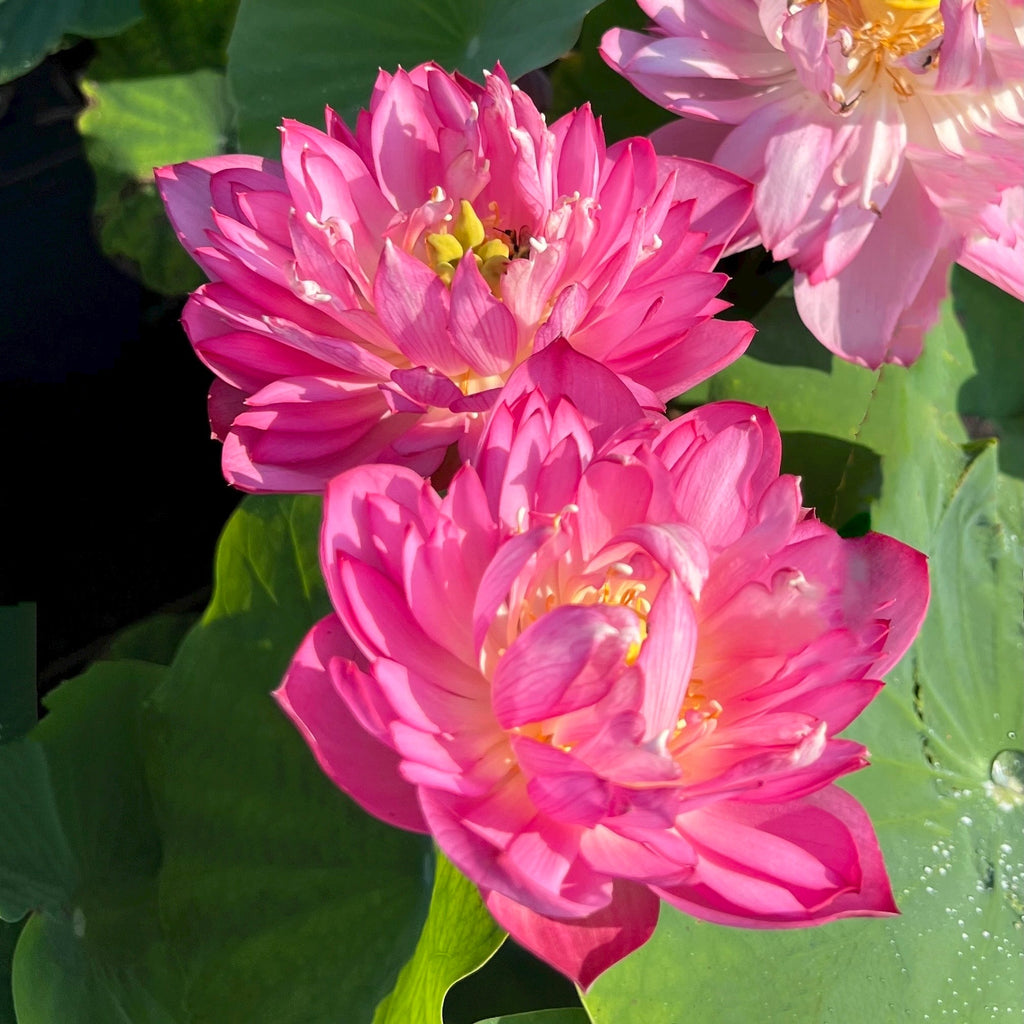 Pearls on a Red Plate - Super Bloomer! - Ten Mile Creek Nursery