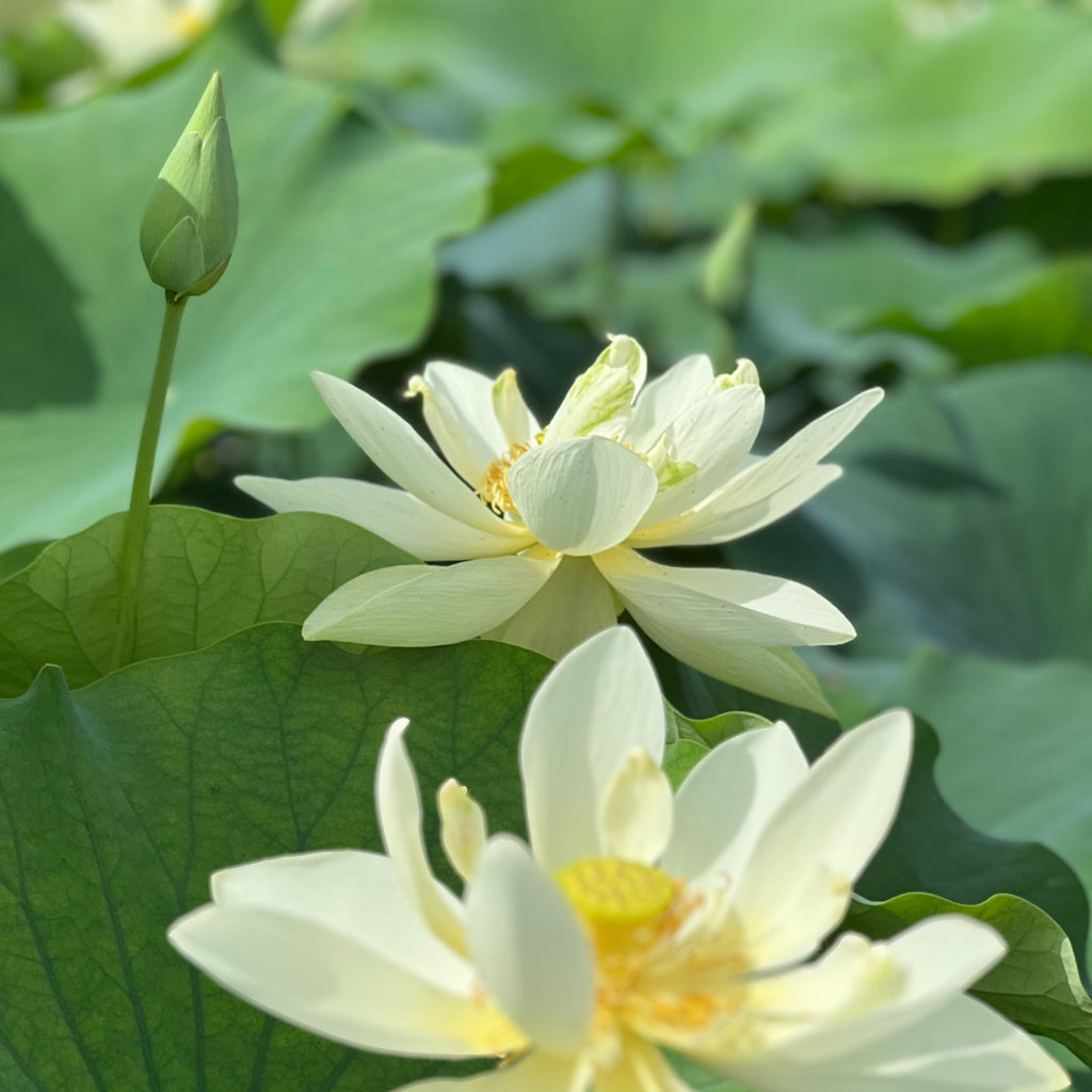 Perry's Giant Sunburst - The King of the Garden! - Ten Mile Creek Nursery