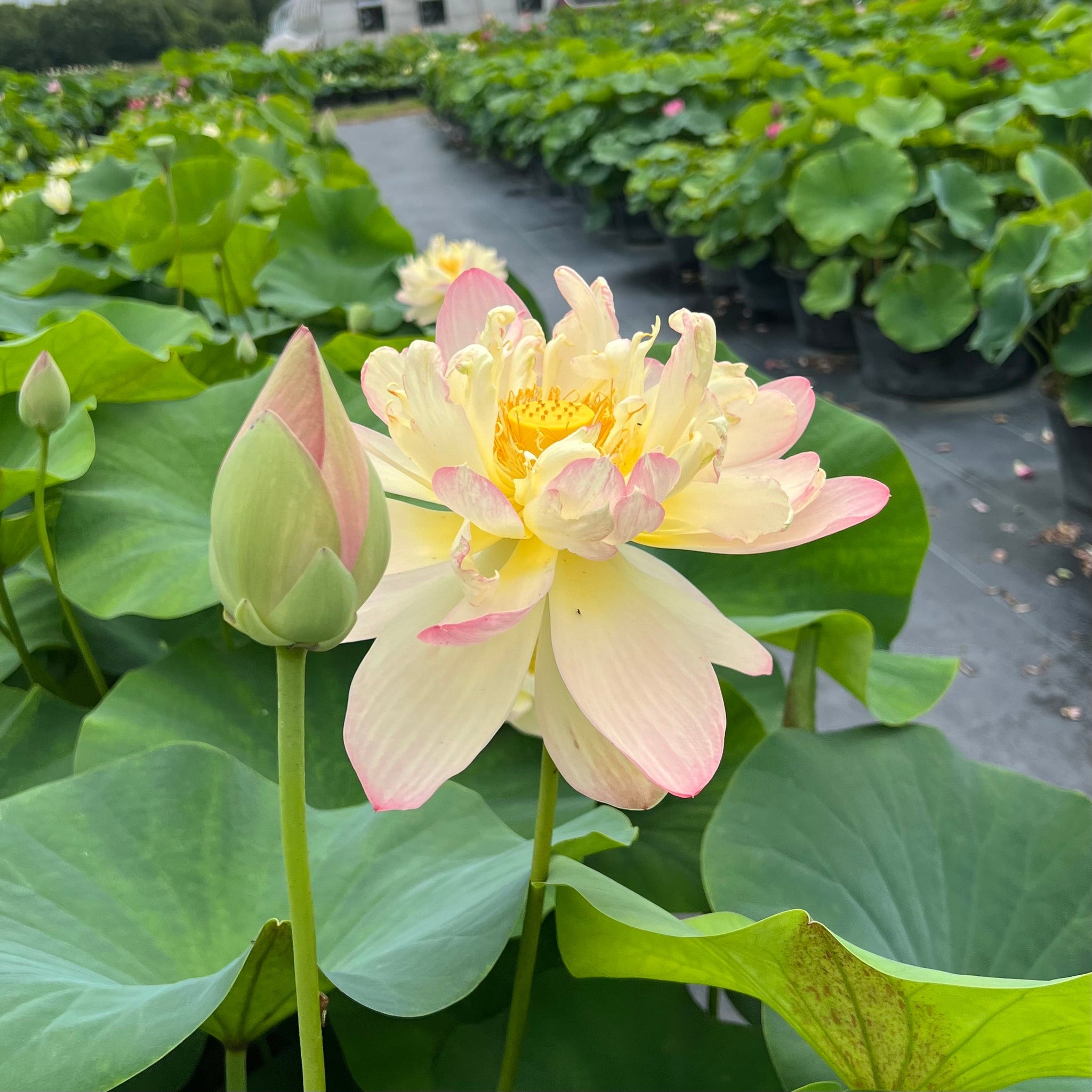 Perrys Super Star | Beautiful Lotus Flower Collections – Ten Mile