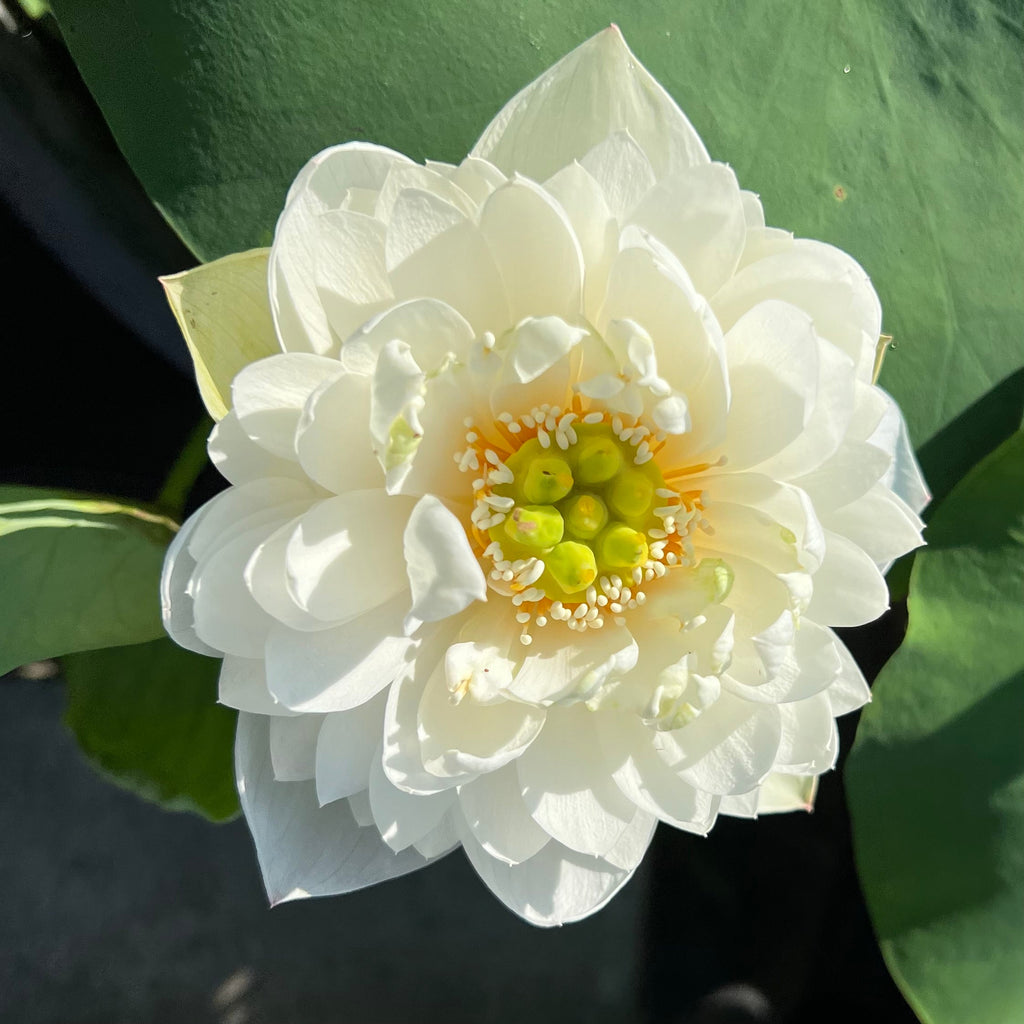 Petite Brocade Edge - Pure White - Ten Mile Creek Nursery