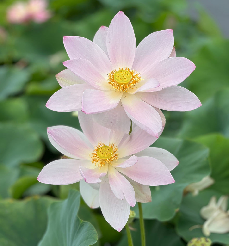 Phantom of Yaochi - Ten Mile Creek Nursery