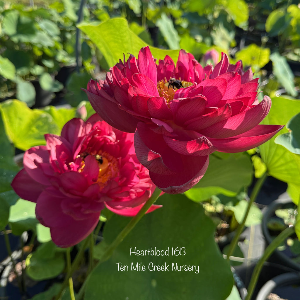2026 Heart Blood 16 Lotus - Deep Blood Red