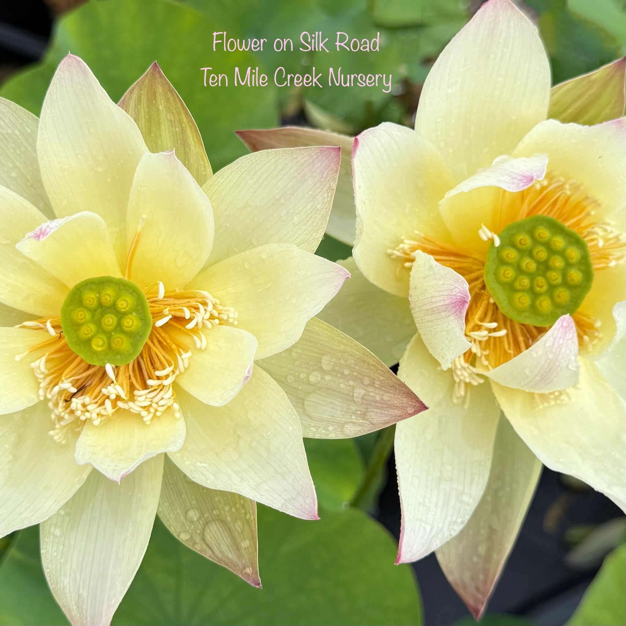 2026 Flower on Silk Road- Luscious color! – Ten Mile Creek Nursery