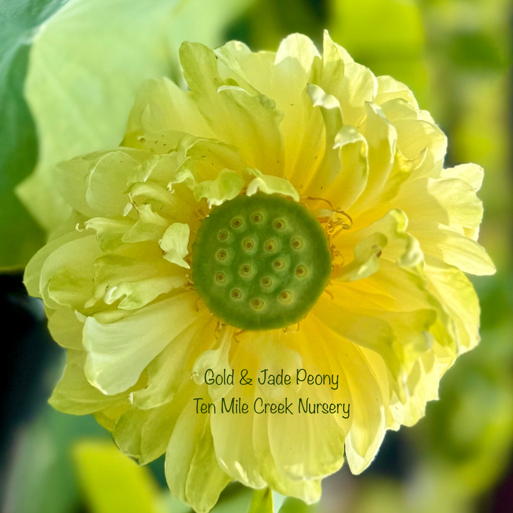 2026 Gold & Jade Peony Lotus - GREEN!