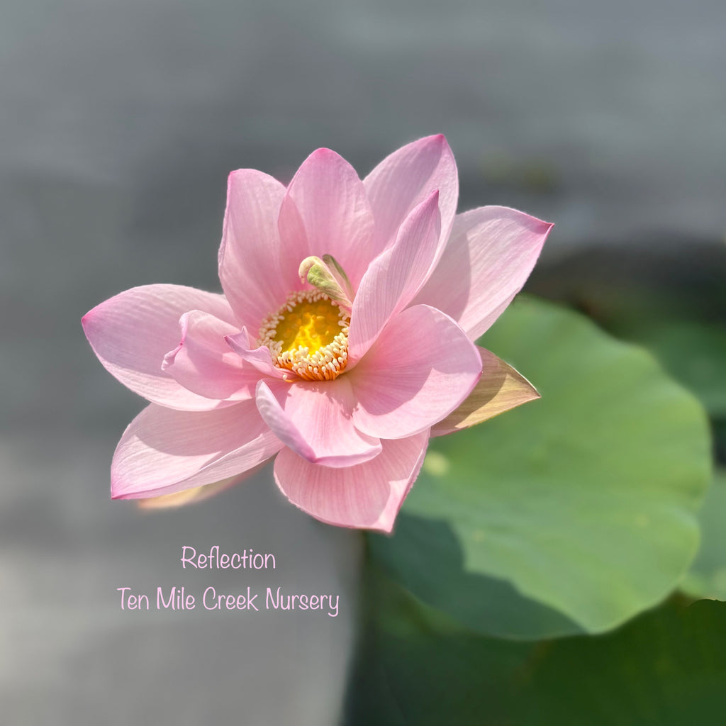 2026 Reflection - The Perfect Blush of Pink