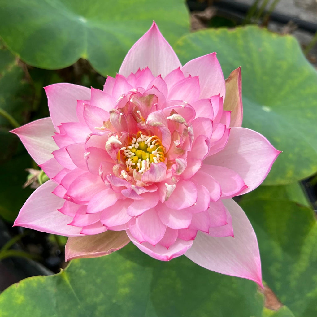 Piano Boy Mini Lotus - Ten Mile Creek Nursery