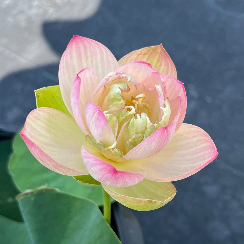 Pink Butterfly - Never fails! Gorgeous! - Ten Mile Creek Nursery