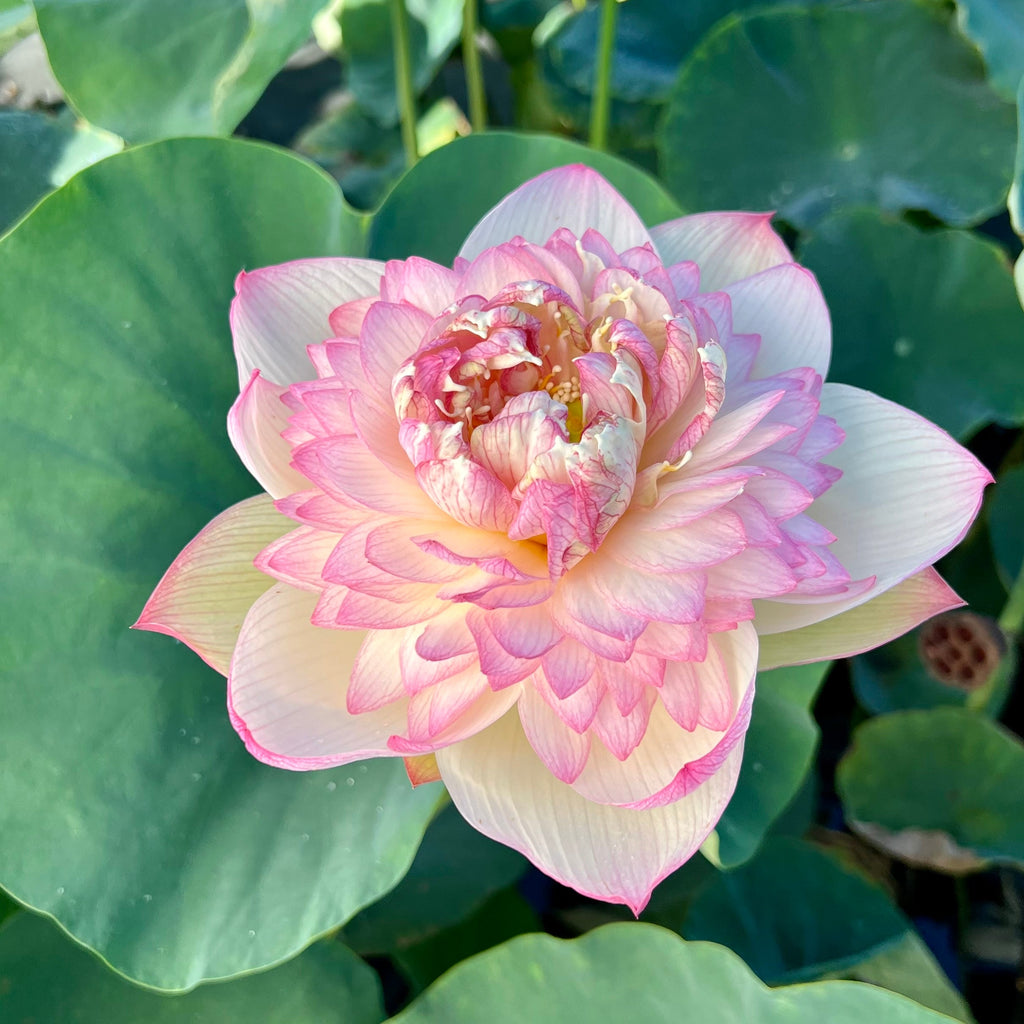 Pink Diamond - Bling, bling! - Ten Mile Creek Nursery