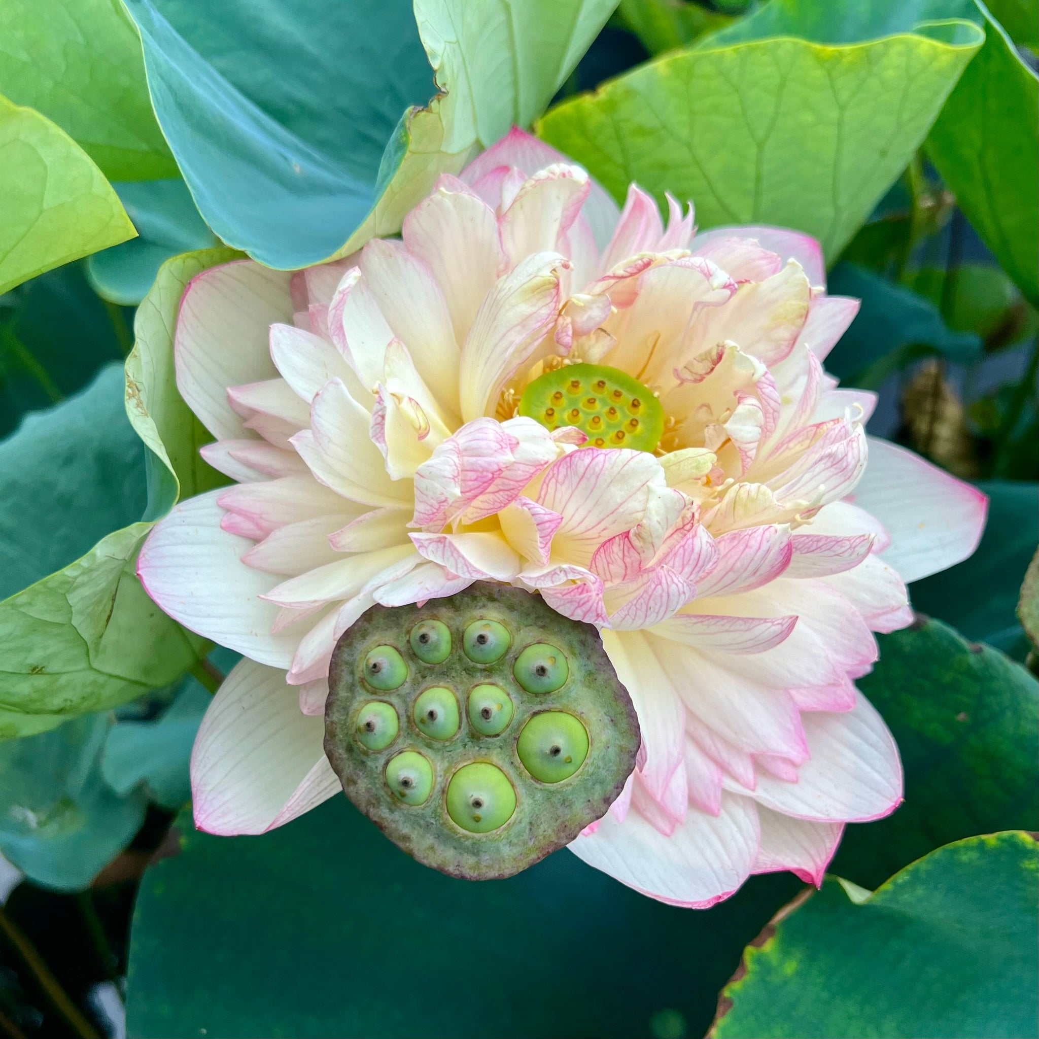 Pink Diamond - Bling, bling! – Ten Mile Creek Nursery
