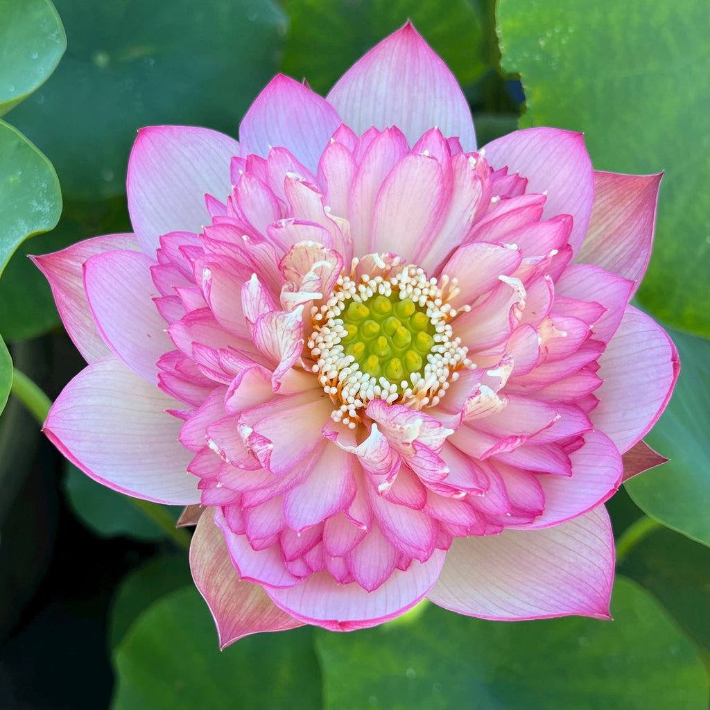 Pink Lady - Loaded with Flowers! - Ten Mile Creek Nursery