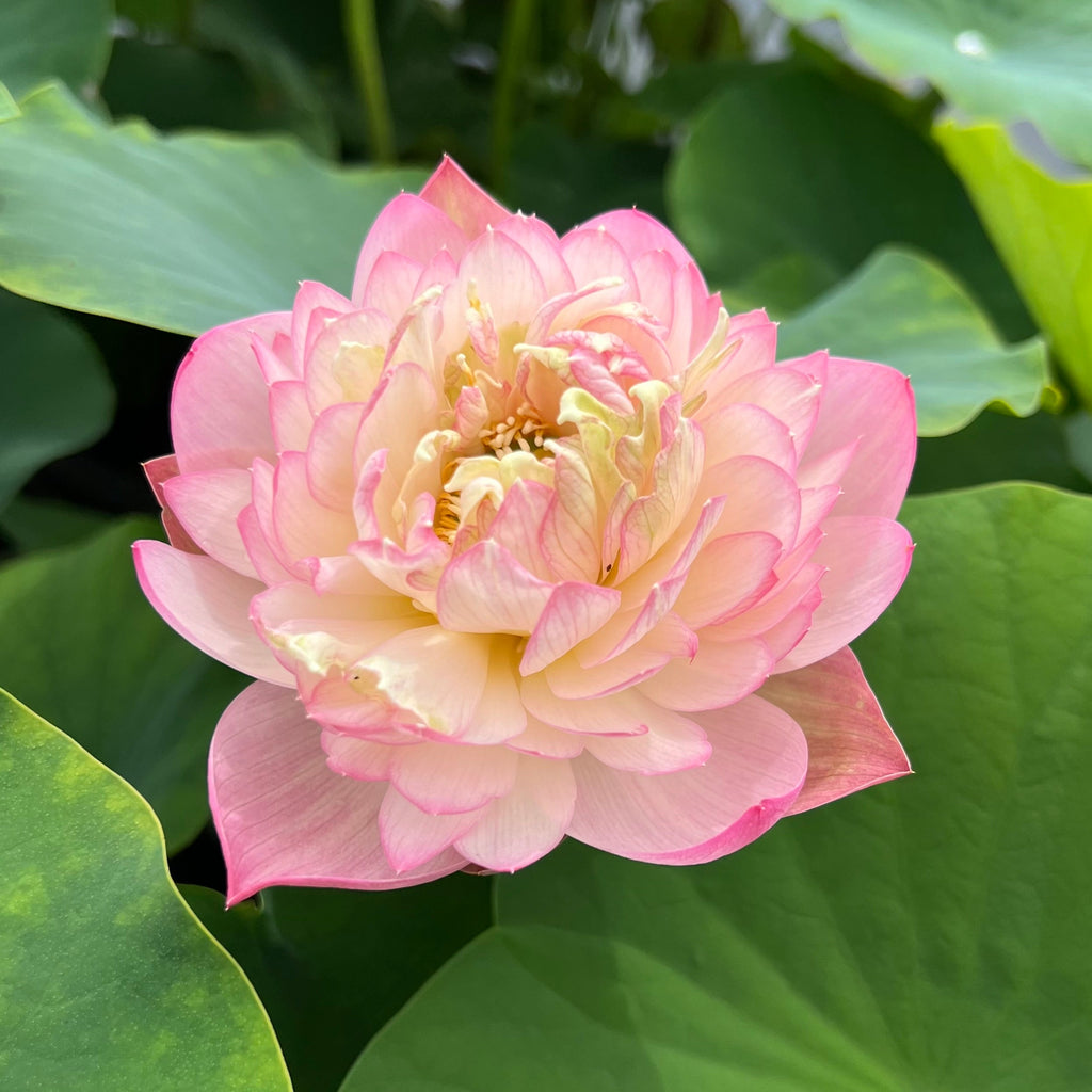 Pink Peach - One of Laura's Favorites! - Ten Mile Creek Nursery