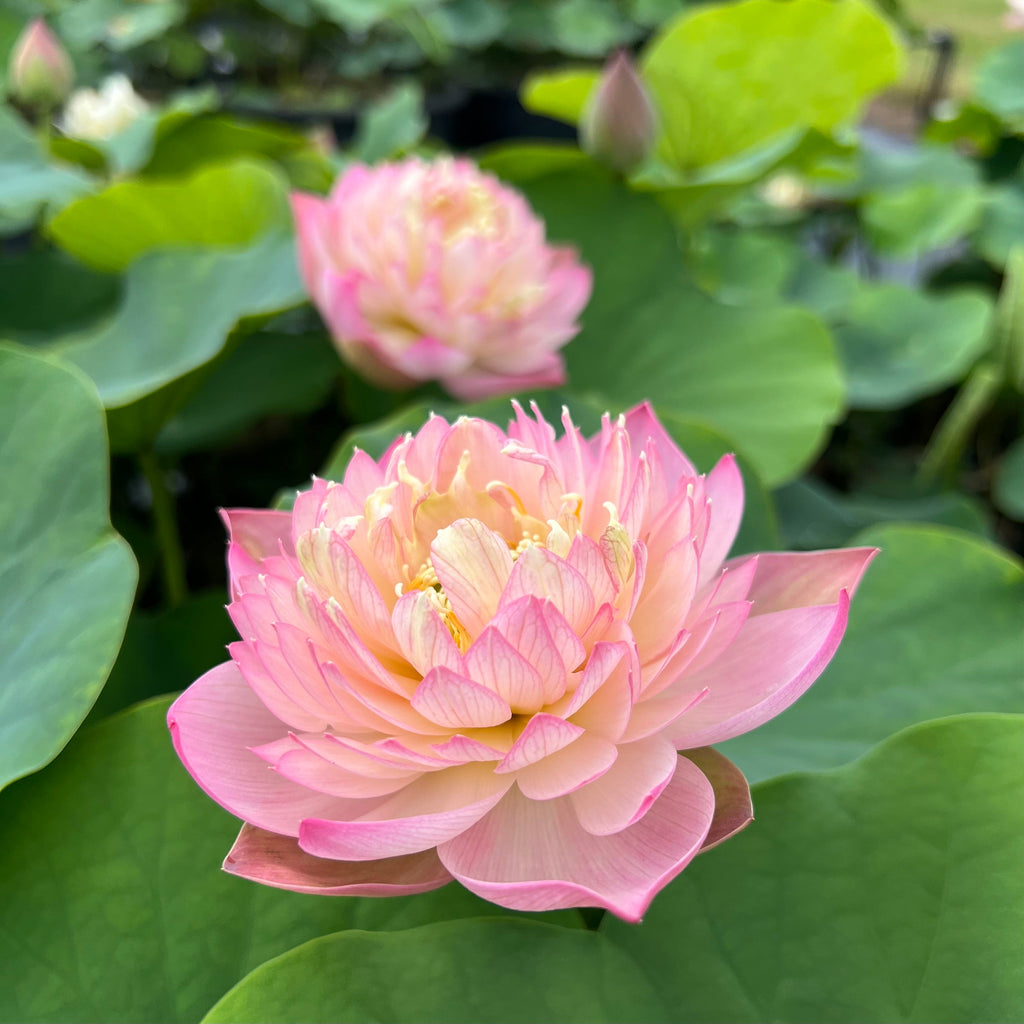 Pink Peach - One of Laura's Favorites! - Ten Mile Creek Nursery