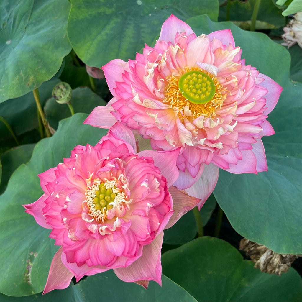 Pink Symphony - Delicious Color! - Ten Mile Creek Nursery