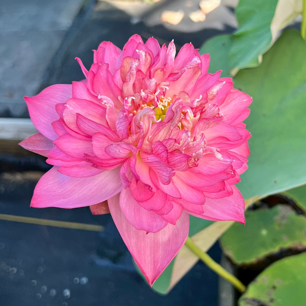 Pink Thousand Petals - Ten Mile Creek Nursery