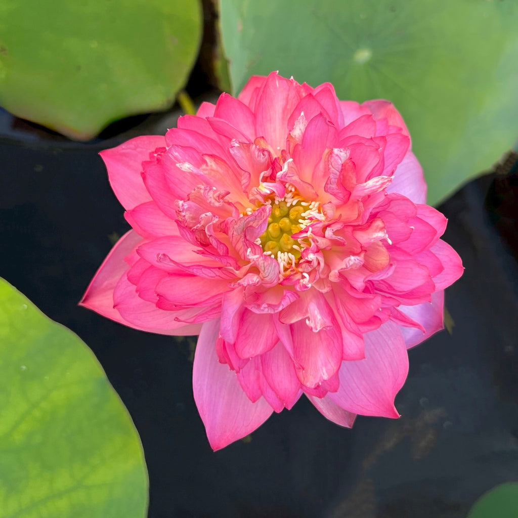 Pink Thousand Petals - Ten Mile Creek Nursery