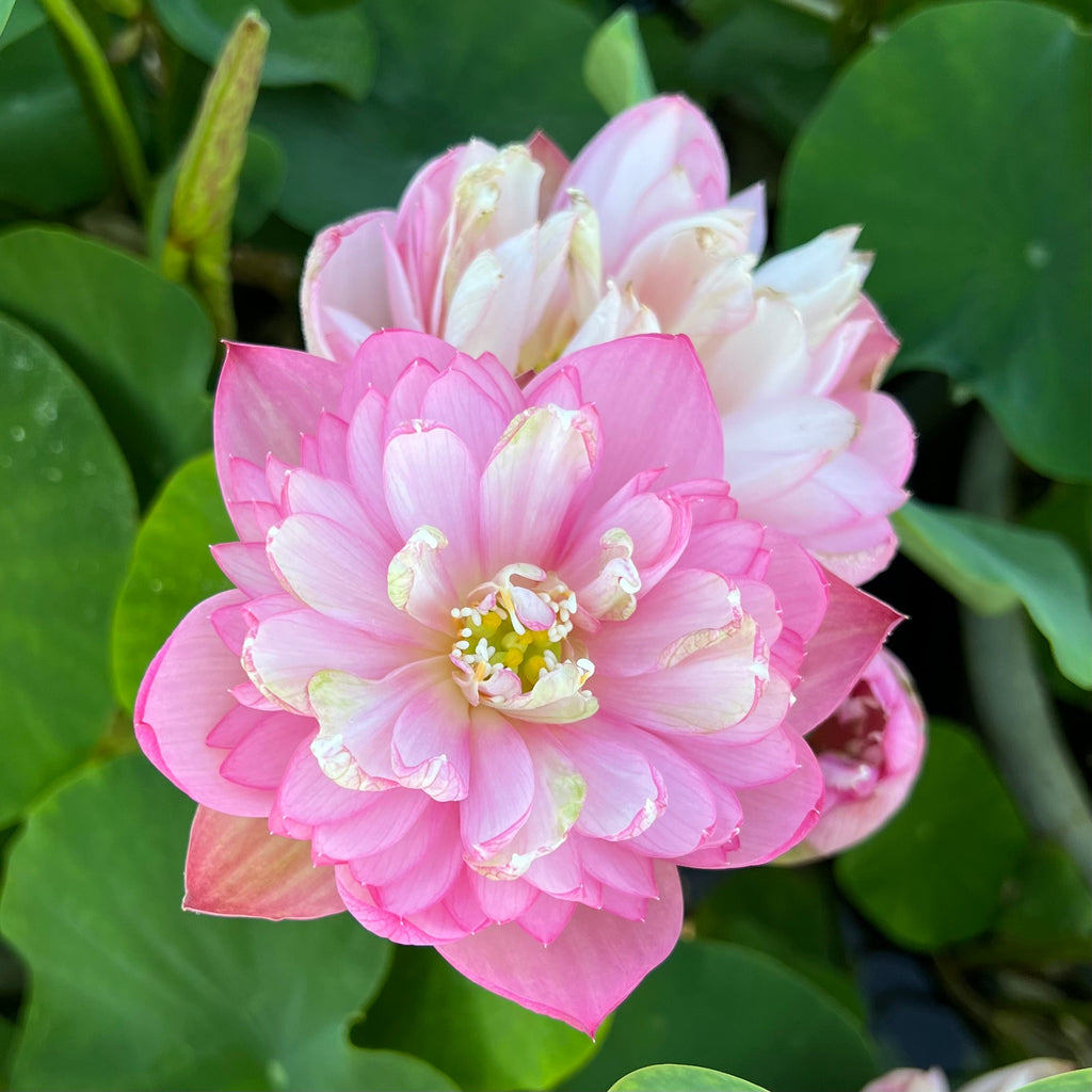 Pink Tower - A Favorite! - Ten Mile Creek Nursery