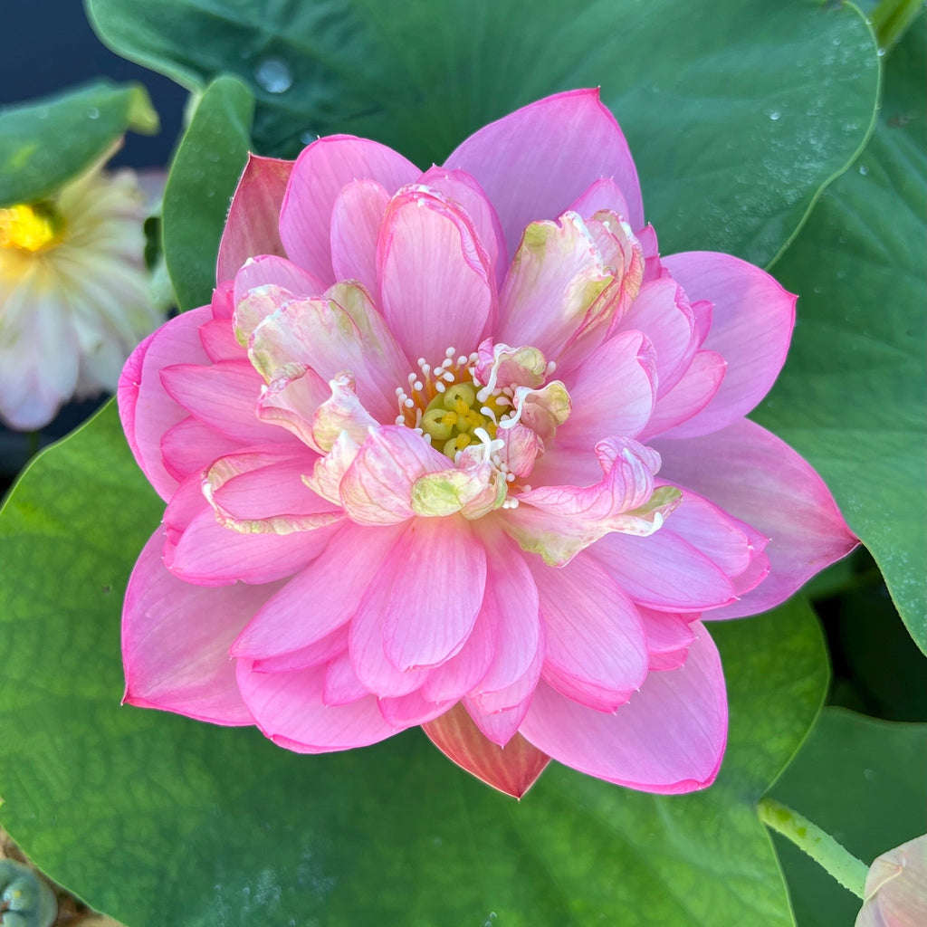 Pink Tower - A Favorite! - Ten Mile Creek Nursery