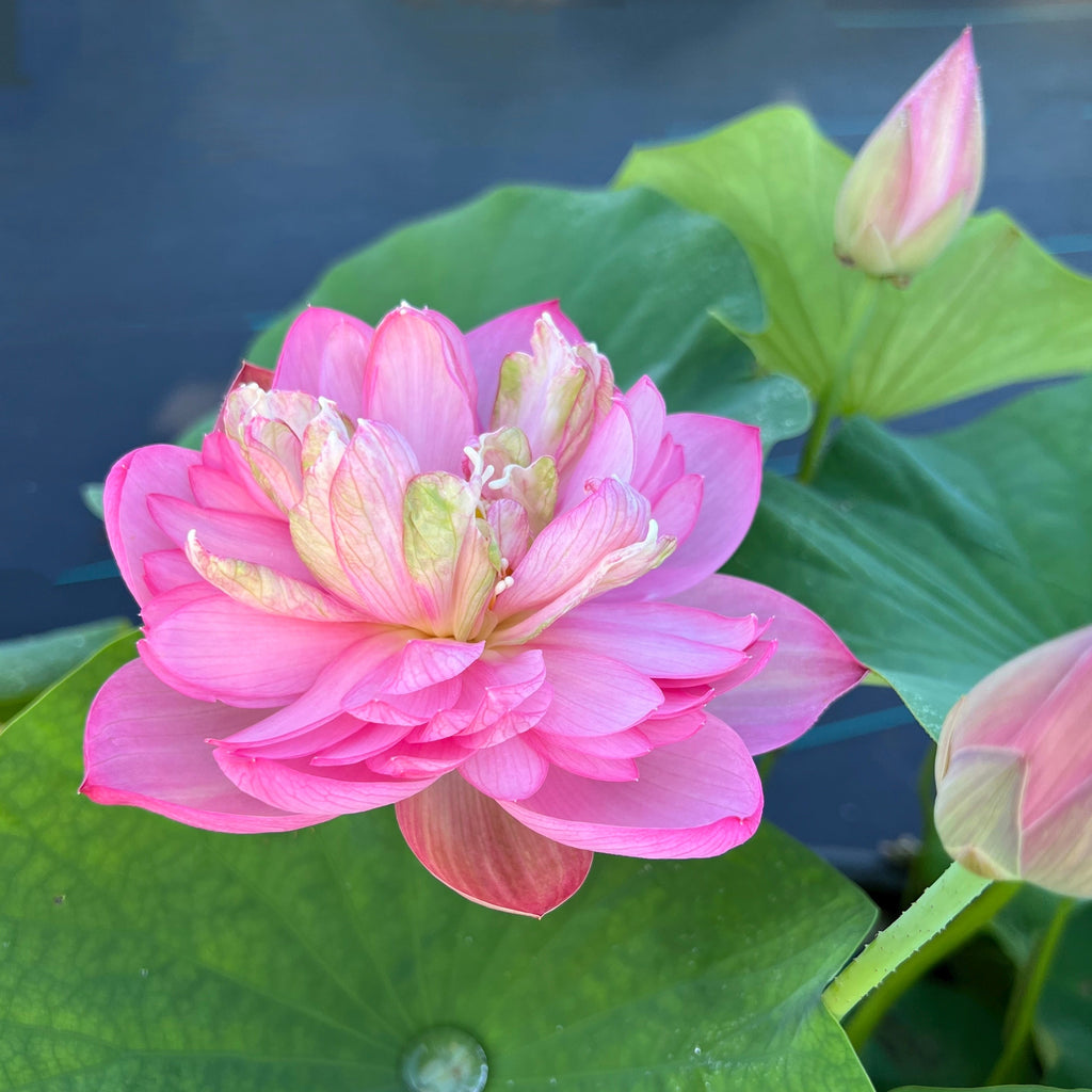 Pink Tower - A Favorite! - Ten Mile Creek Nursery