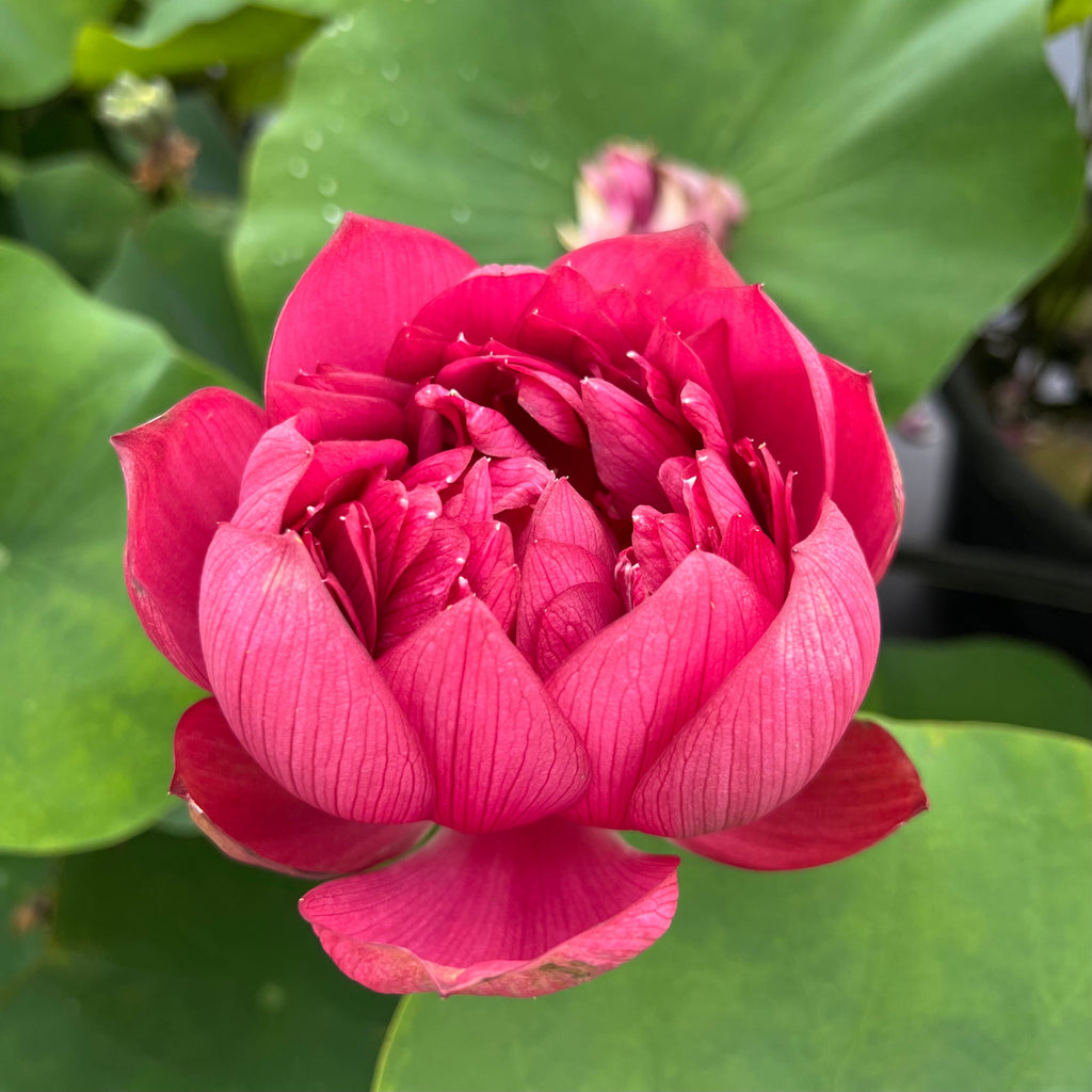 Plum Robe - Premier Lotus! - Ten Mile Creek Nursery