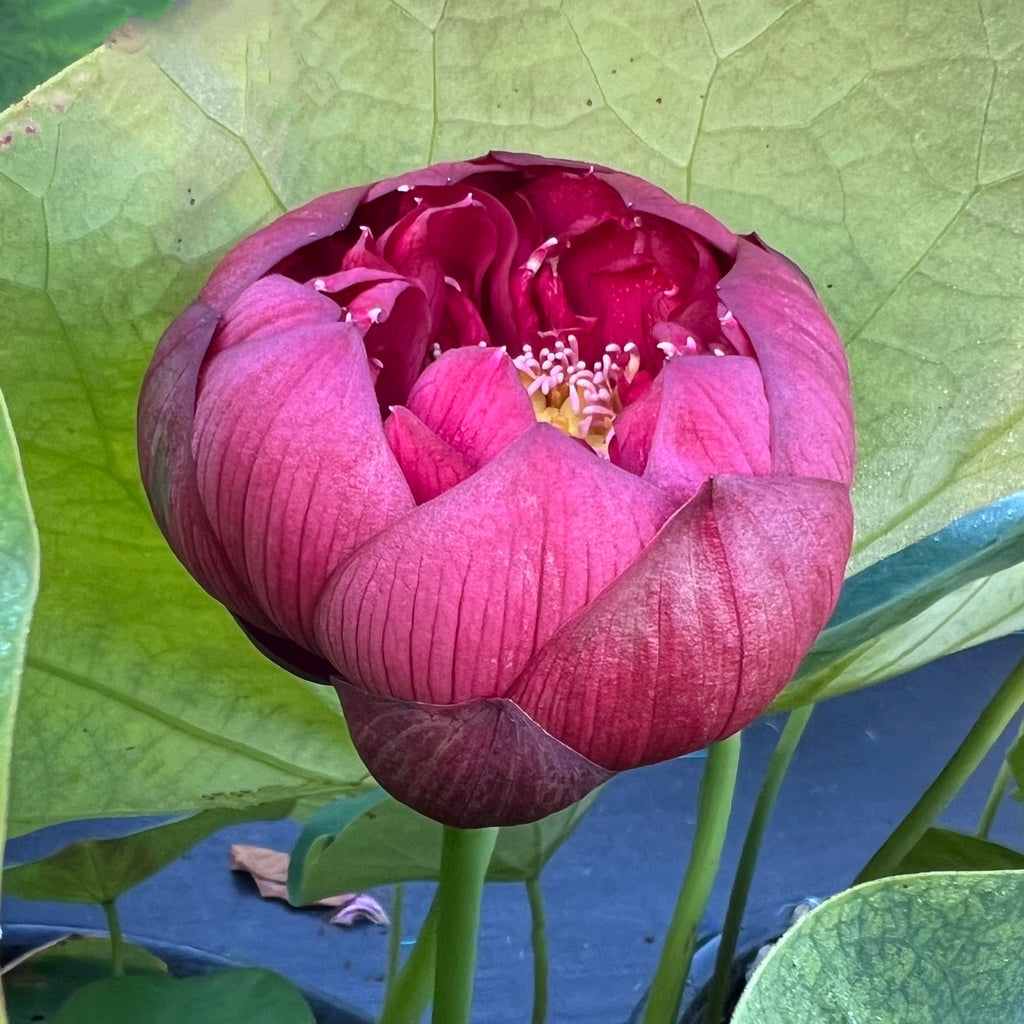 Plum Robe - Premier Lotus! - Ten Mile Creek Nursery