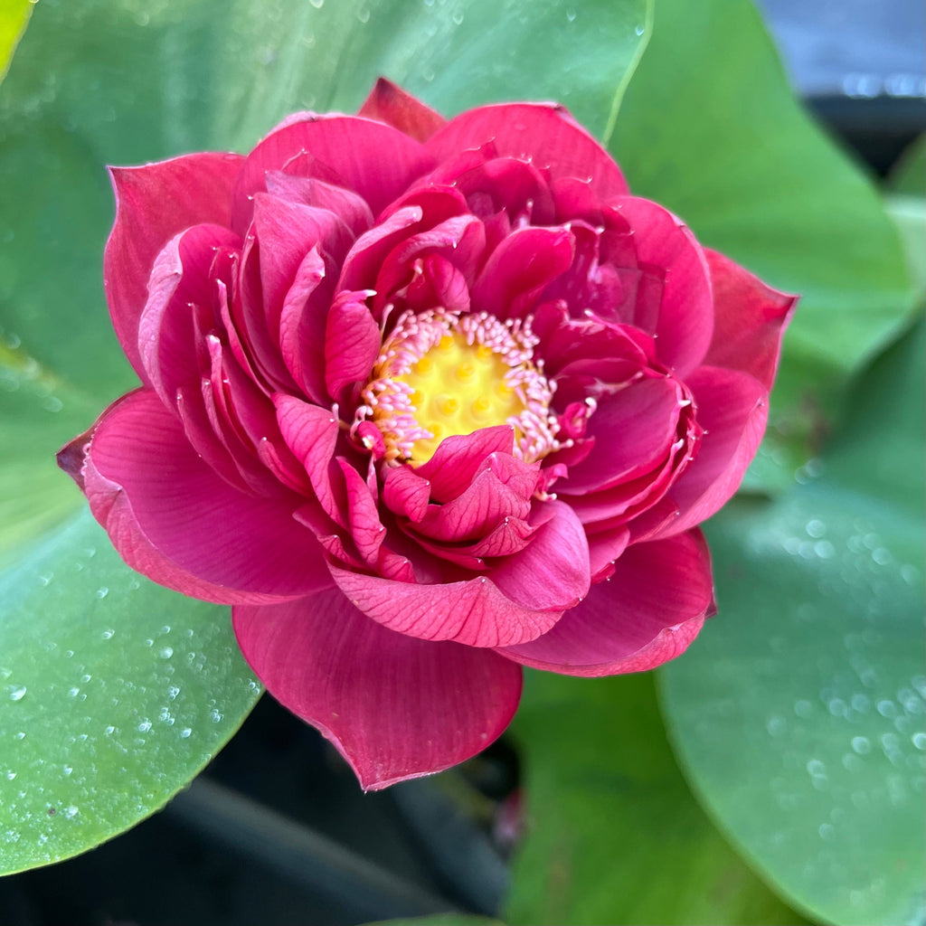 Plum Robe - Premier Lotus! - Ten Mile Creek Nursery